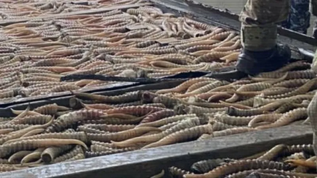 Тысячи рогов сайги изъяли у браконьеров в двух областях Казахстана