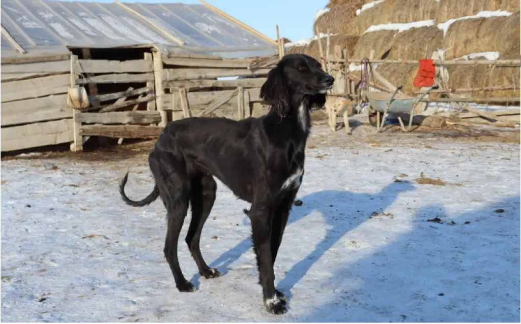 Казахстанские ученые создали базу данных древних пород собак