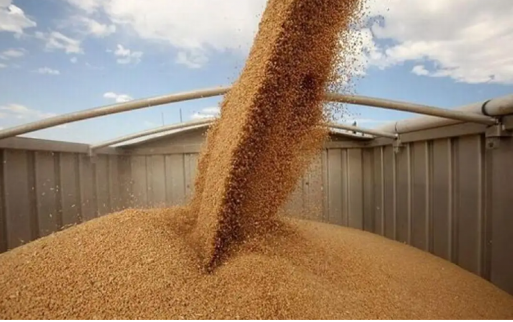 Рост экспорта зерна нового урожая составил 58,1%