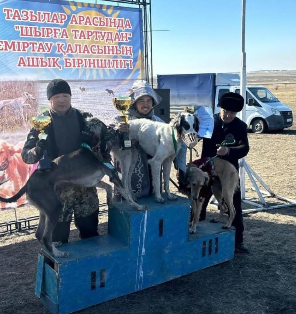 «Шырға тарту»: 70 казахских тазы соревновались в открытом первенстве в Темиртау