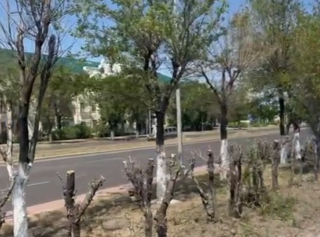 Карагандинцам дали гарантию, что деревья на Магнитогорской не погибнут после подрезки