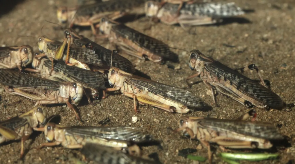 Нашествие саранчи в Казахстане: Минсельхоз создал call-центр и Telegram-чат