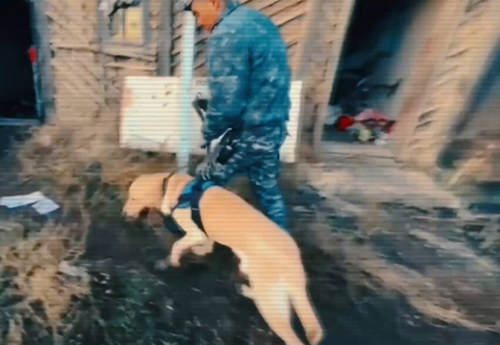 575 преступлений раскрыто с помощью служебных собак с начала года