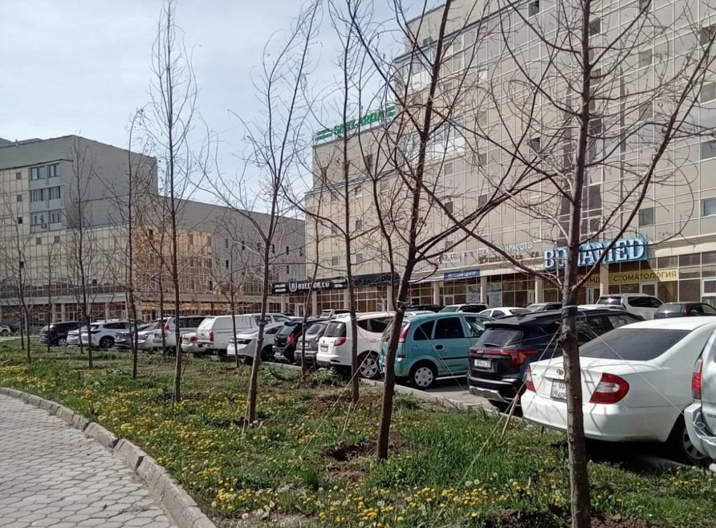 Погибшие саженцы дубов по проспекту Республики в Караганде заменят на новые