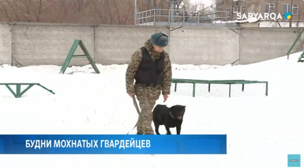 Стражам порядка Карагандинской области в защите прав граждан помогают четвероногие друзья