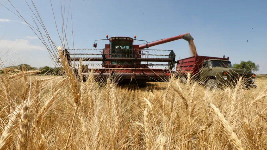 Бидай егіс алқаптарын қысқарту: Қазақстан ұн мен нансыз қалмай ма