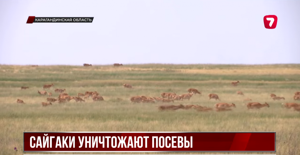 Карагандинские фермеры опасаются нового нашествия сайгаков