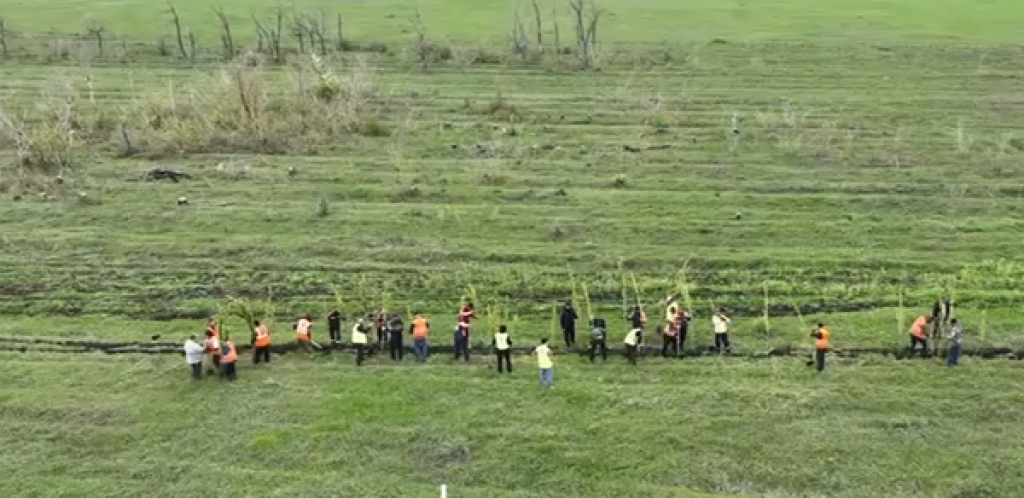 Тысячу деревьев высадили вдоль трассы Караганда — Темиртау