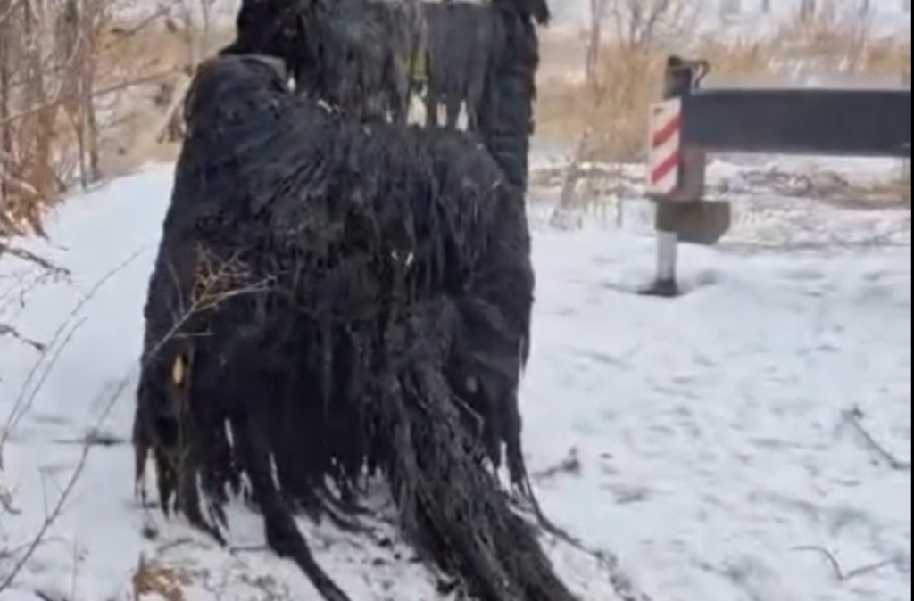 Қырынған және киска жалаған