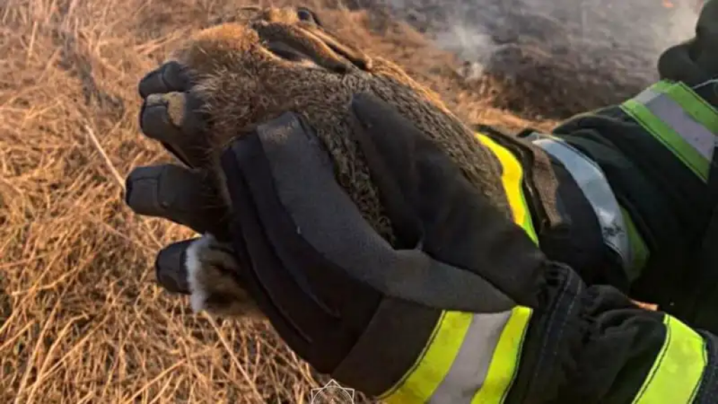 Почему нельзя сжигать сухостой весной и причем тут зайчата, рассказали в МЧС