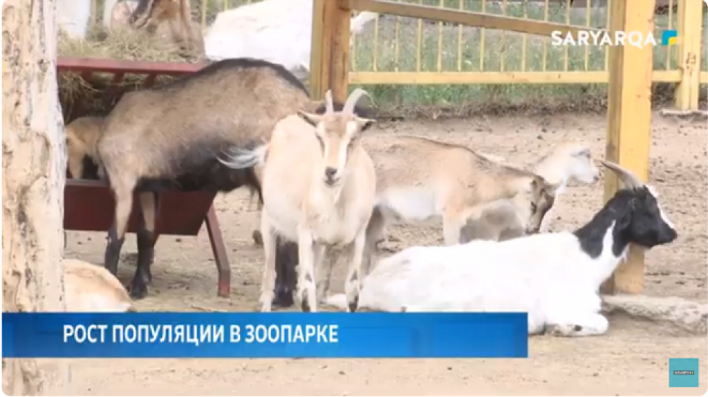 В Карагандинском зоопарке увеличилось количество животных