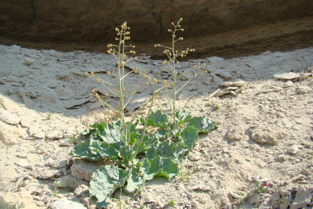 Учёные нашли исчезающее растение в казахстанском заповеднике