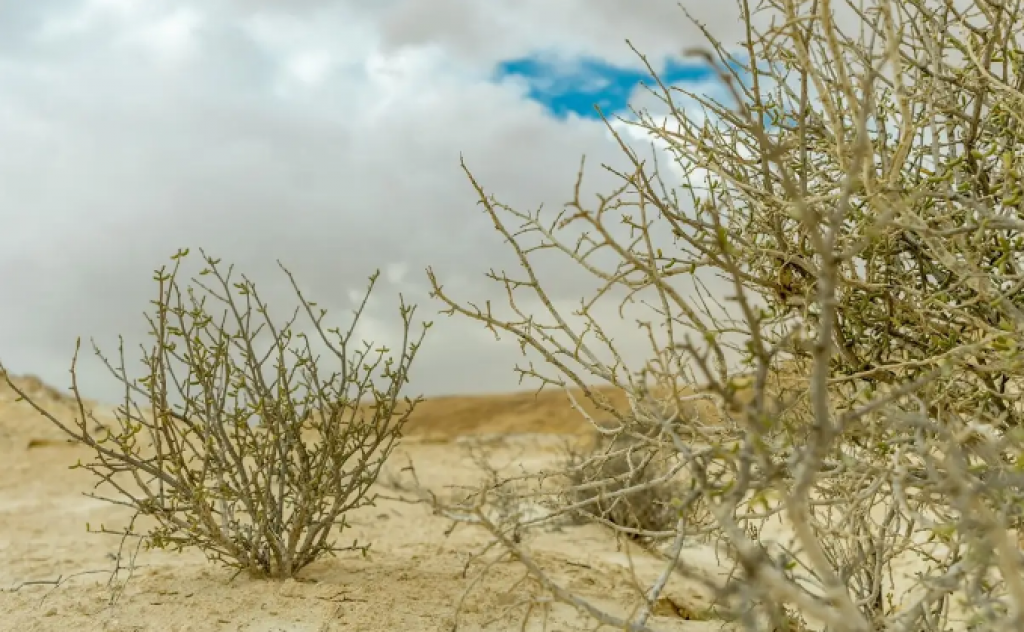 Из-за глобального потепления Казахстан нагревается быстрее, чем Земля в целом