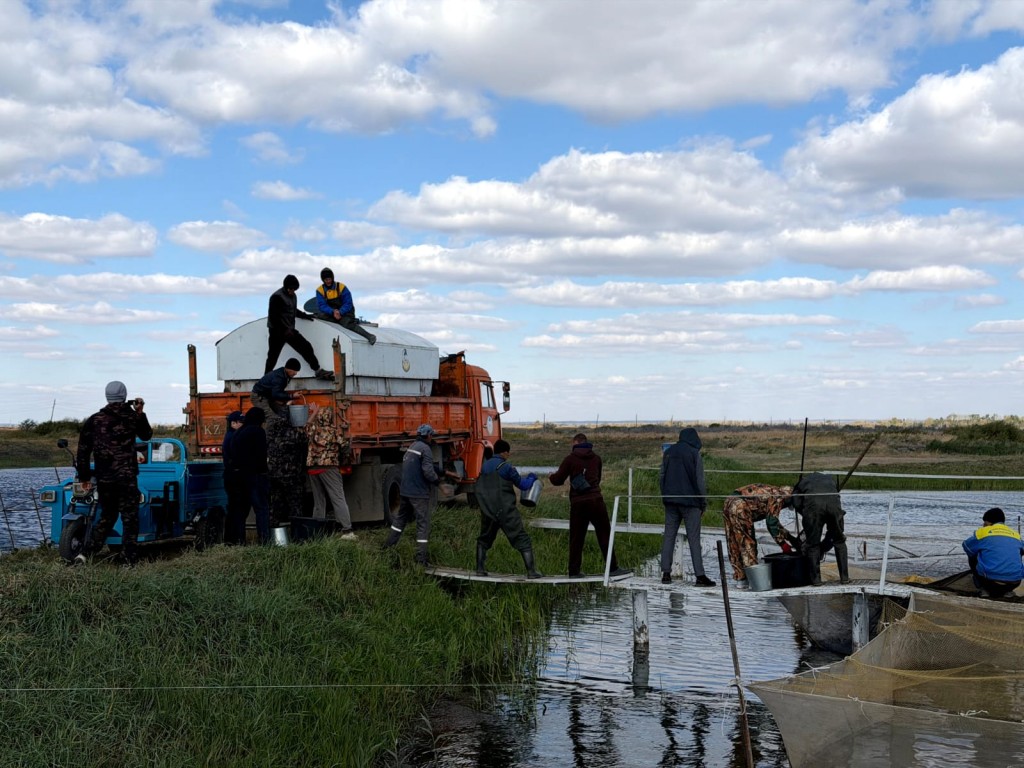 В водоёмы Карагандинской области выпустили более 76 тысяч карпов