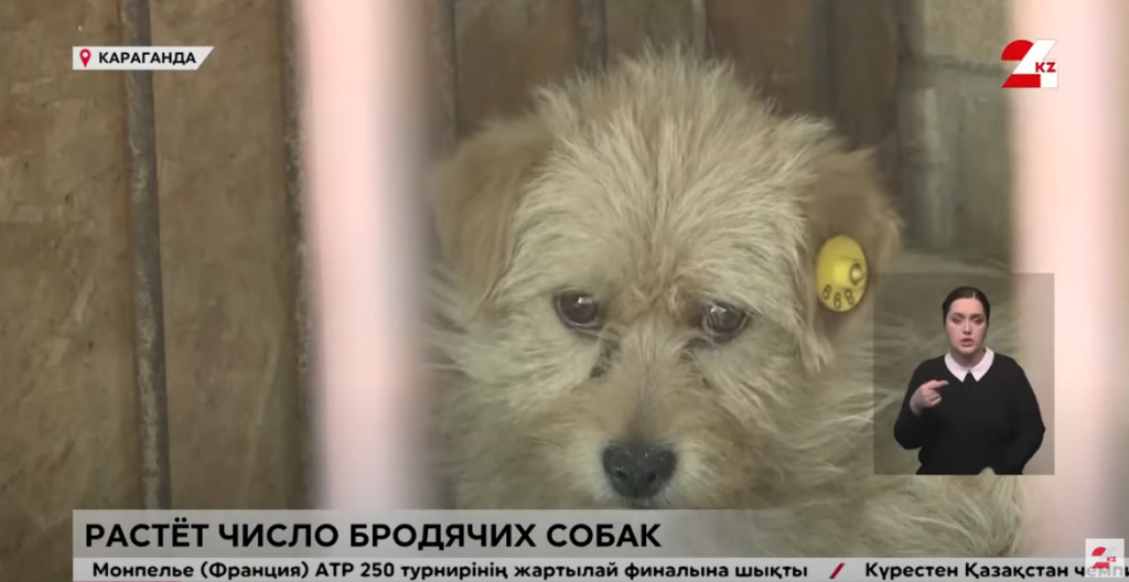 Бездомных собак стало больше в Караганде