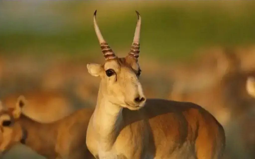 Численность сайгаков в Казахстане может превысить 5 миллионов