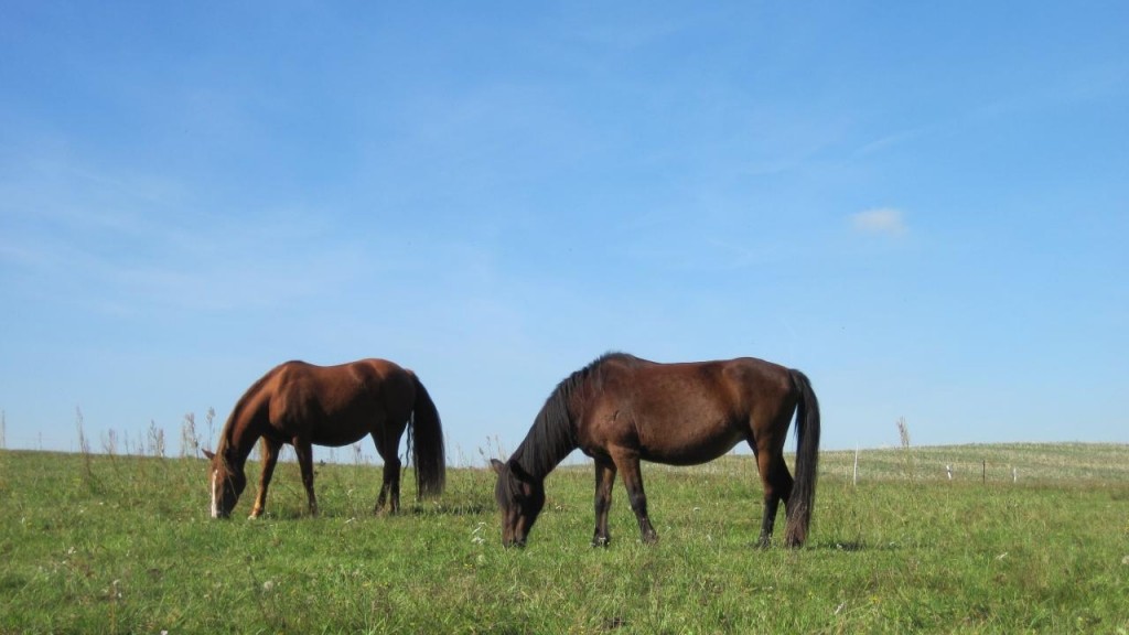 В Бухаржырауском районе запустят пилотный проект по обеспечению сельчан пастбищами