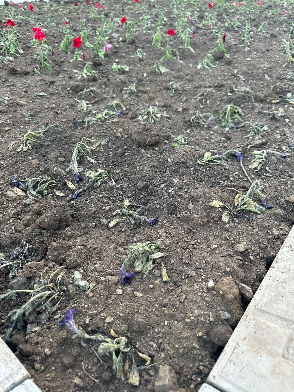 В Караганде на нескольких клумбах погибли недавно высаженные цветы