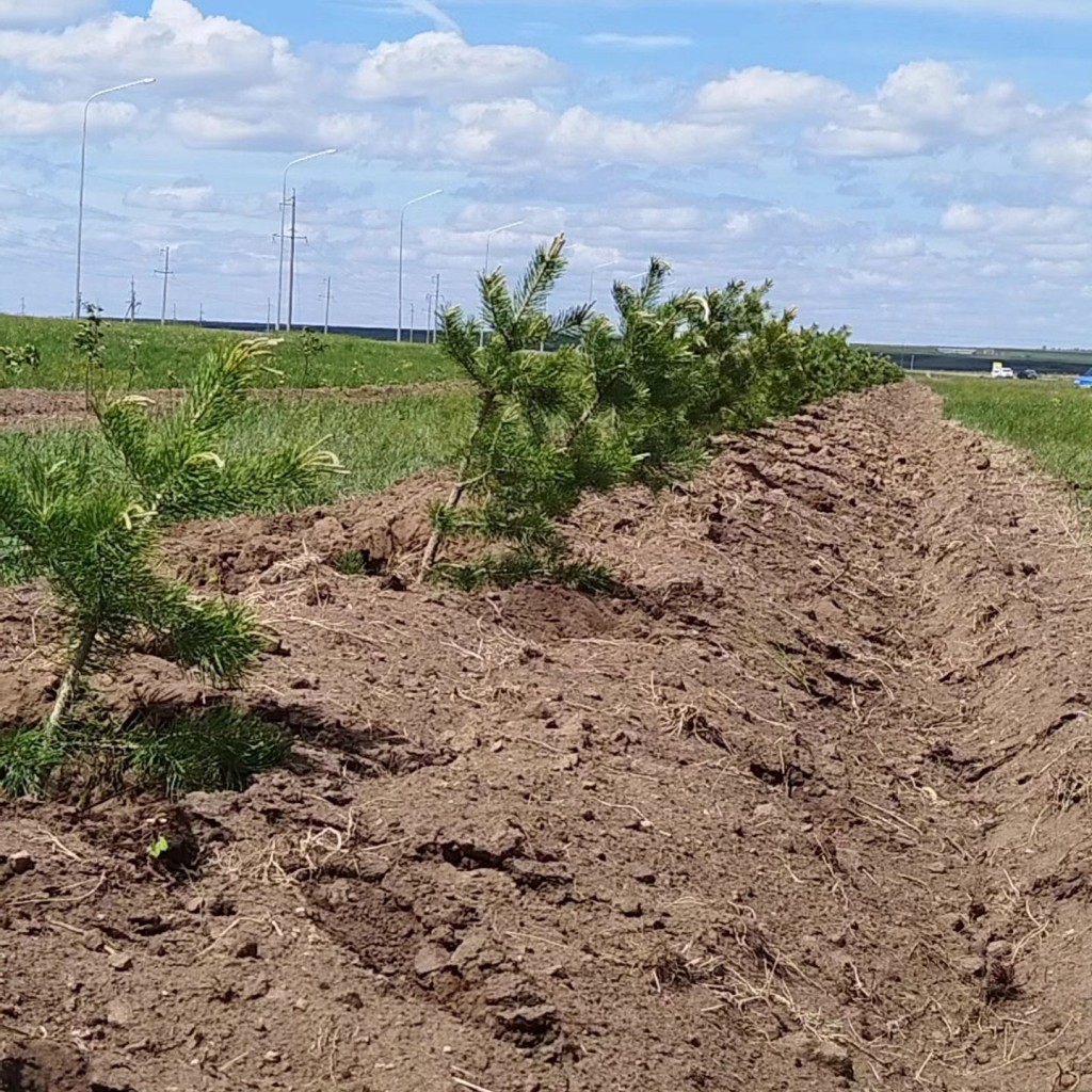 Жители поселка под Карагандой пасли скот на только что высаженных соснах и сирени