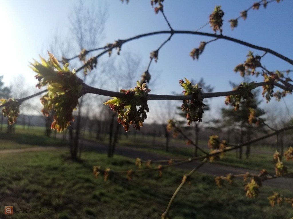 22 апреля: в Караганде и области ожидается тёплый день с переменной облачностью