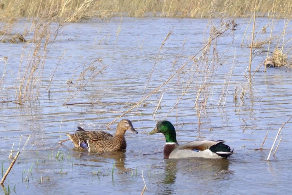 Сезон охоты начался в Карагандинской области