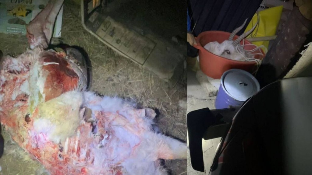 Браконьера с тушей сайгака задержали полицейские Карагандинской области