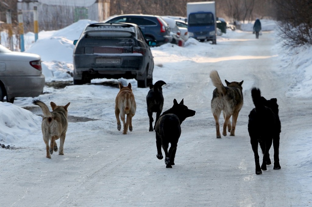Почему в Темиртау не отстреливают бродячих собак