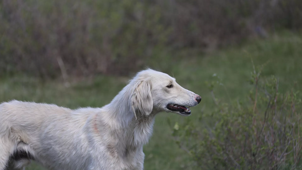 Ученые Казахстана раскрыли генетику собак породы тазы