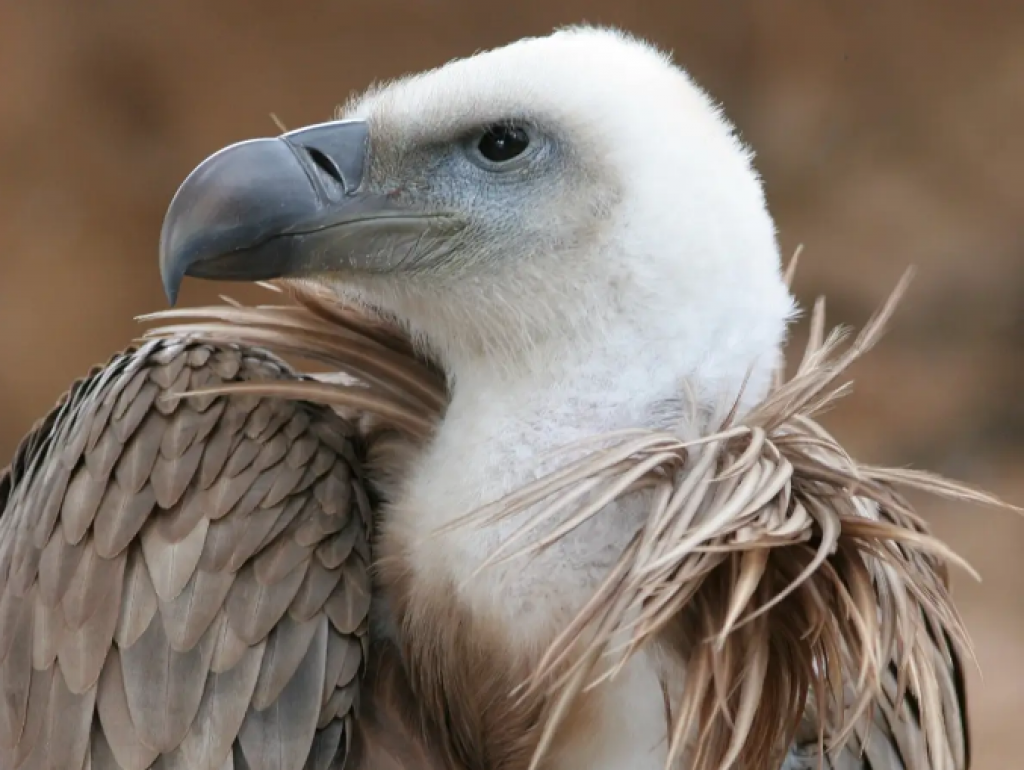 Клиторальды қытықтау бейне