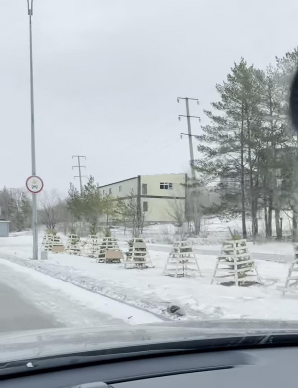 Ёлочки по проспекту Мира в Темиртау спасены