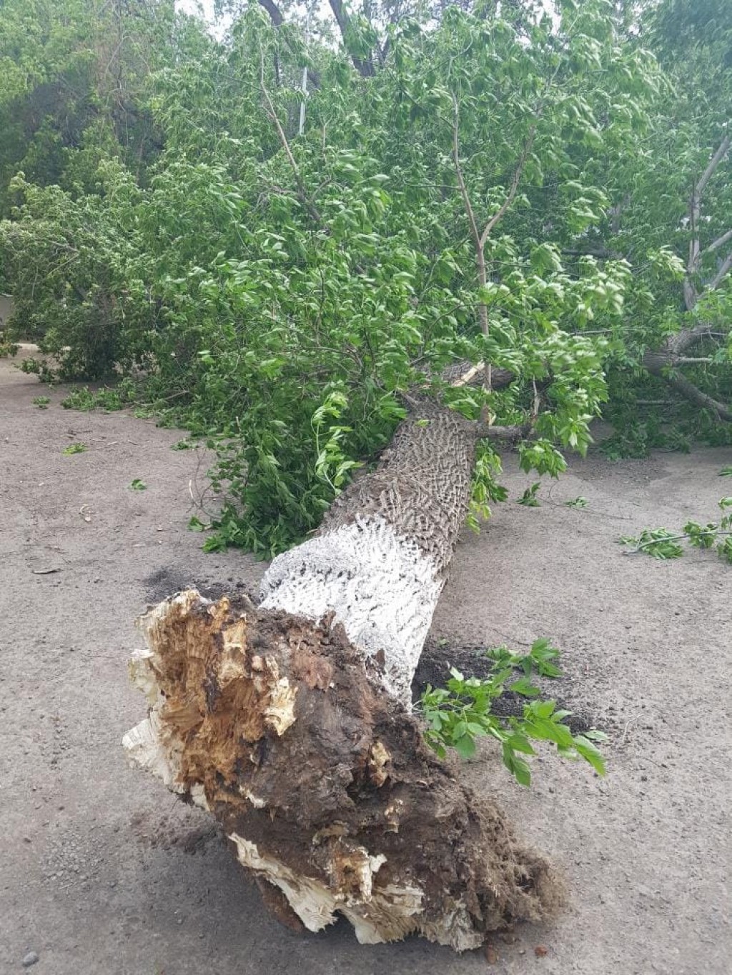О последствиях ураганного ветра в Караганде рассказал ДЧС