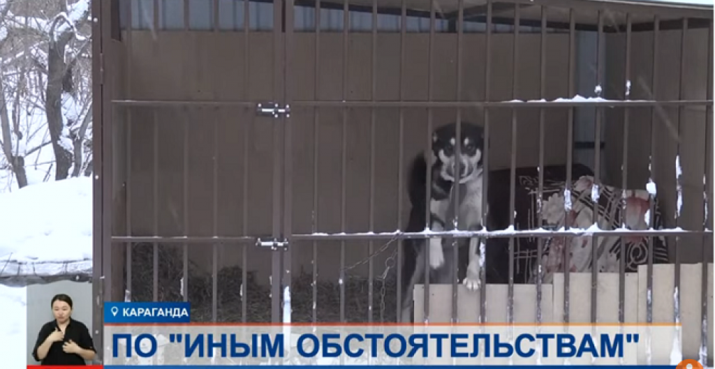 Почему закон об ответственном отношении к животным не работает?