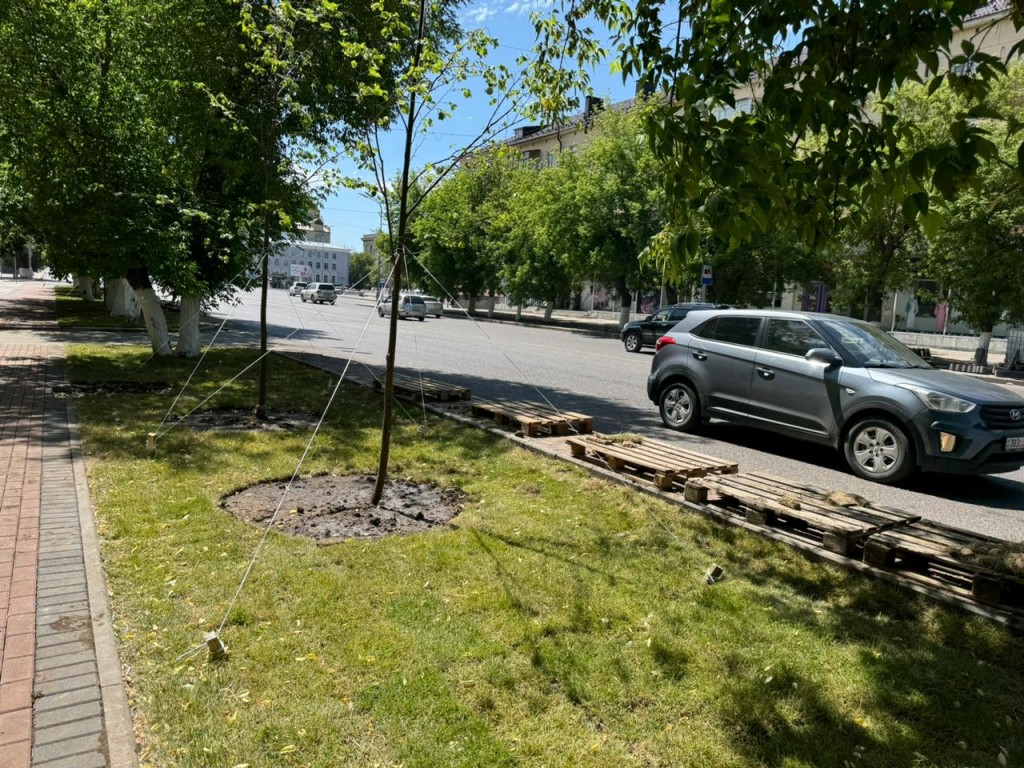 Газон и деревья посадили на проспекте Бухар жырау в Караганде