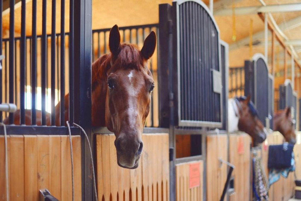 Начался третий этап декларирования имущества казахстанцев: нужно ли учитывать домашних животных?
