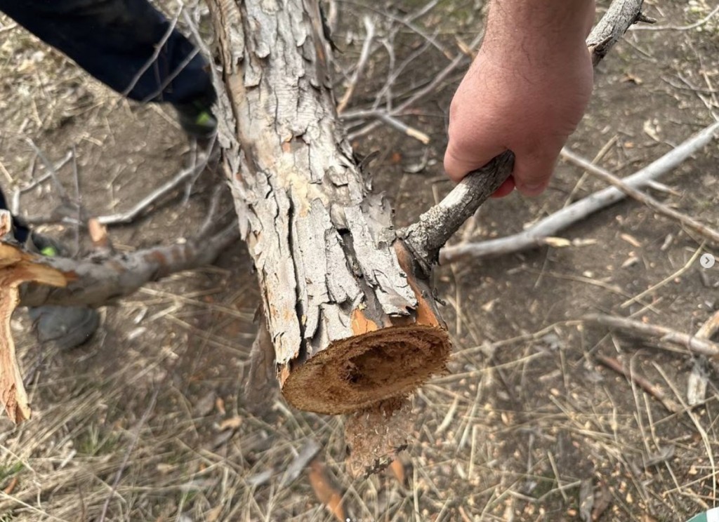 Несколько деревьев вырубили в Центральном парке Караганды