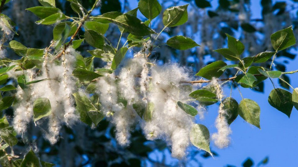 В Караганде начали сбивать тополиный пух водой