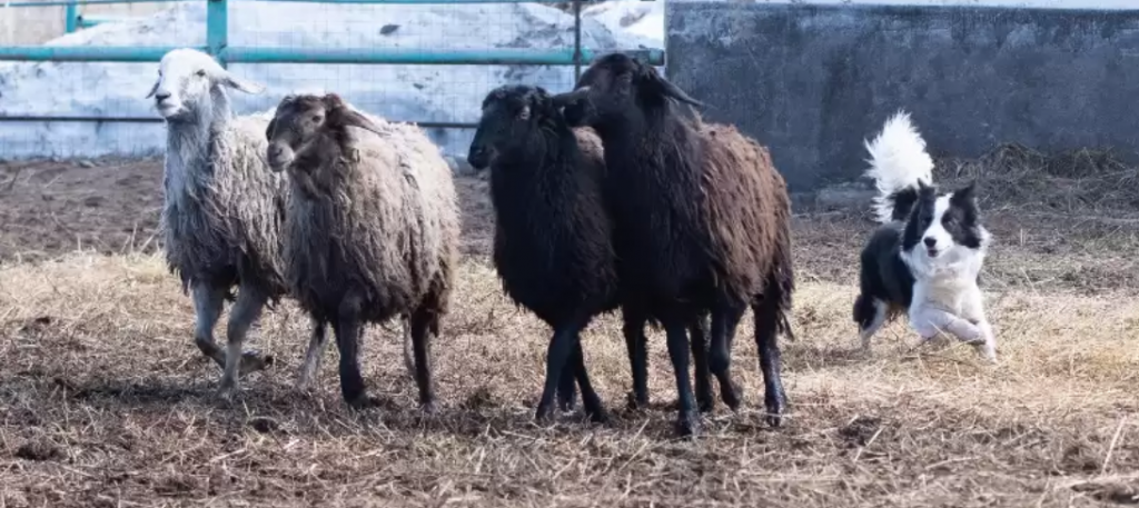 Пастушьи испытания собак в собирающем стиле впервые проходят в Казахстане