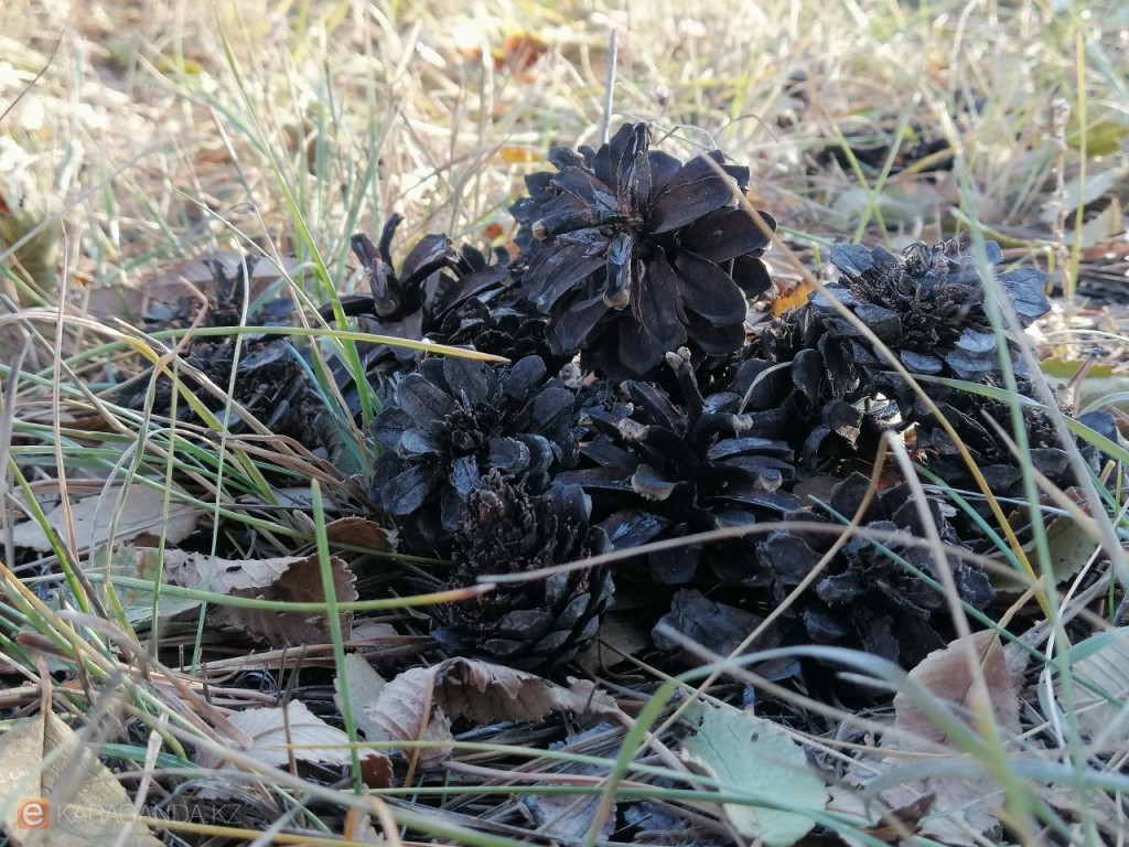 23-25 қазандағы Қазақстандағы ауа райы: синоптиктердің жаңартылған деректері