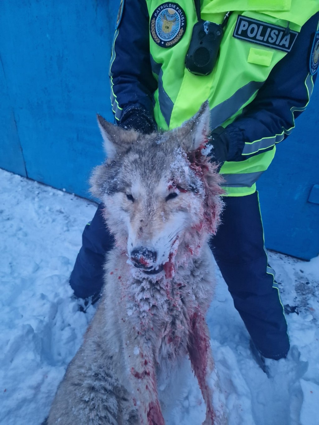 Каркаралинские полицейские поймали волка, напавшего на женщин сегодня утром