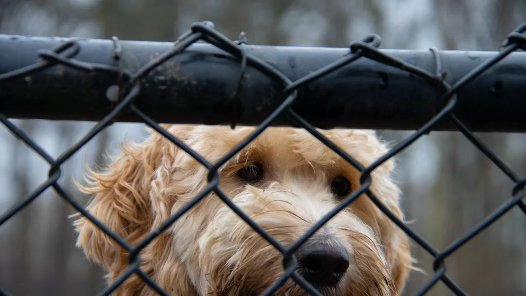 Стало известно, какие животные чаще всего оказываются бродячими в Казахстане
