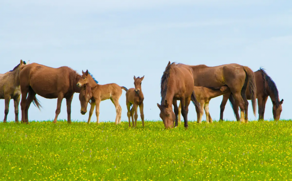 Предварительный обход домохозяйств в рамках сельхозпереписи пройдет в Казахстане
