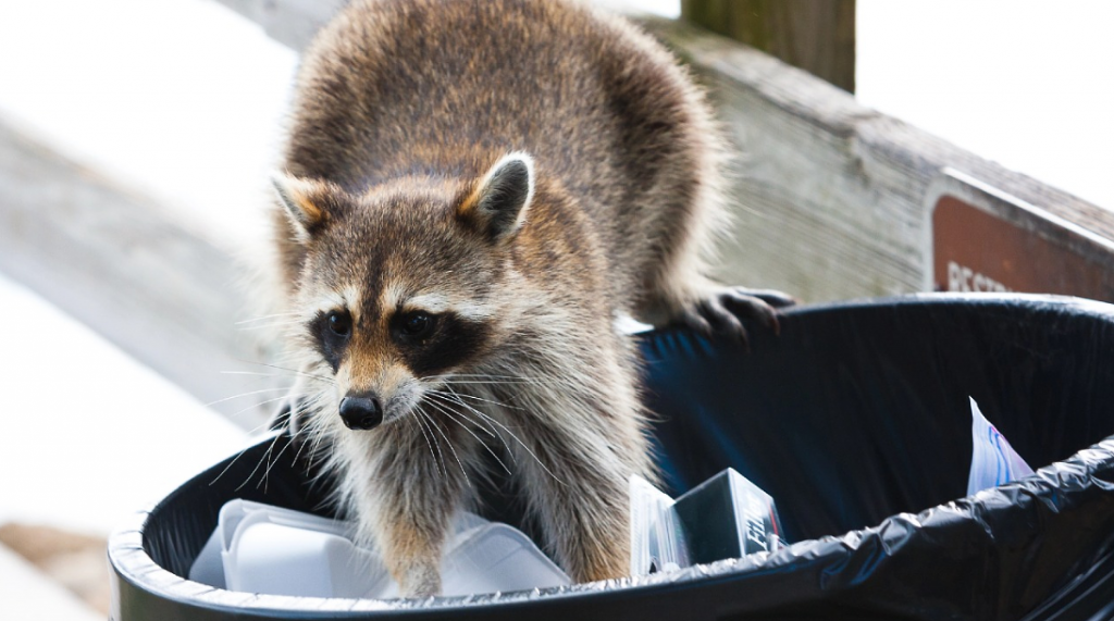 В Казахстане не будут запрещать держать животных в частных коллекциях. Но есть условия