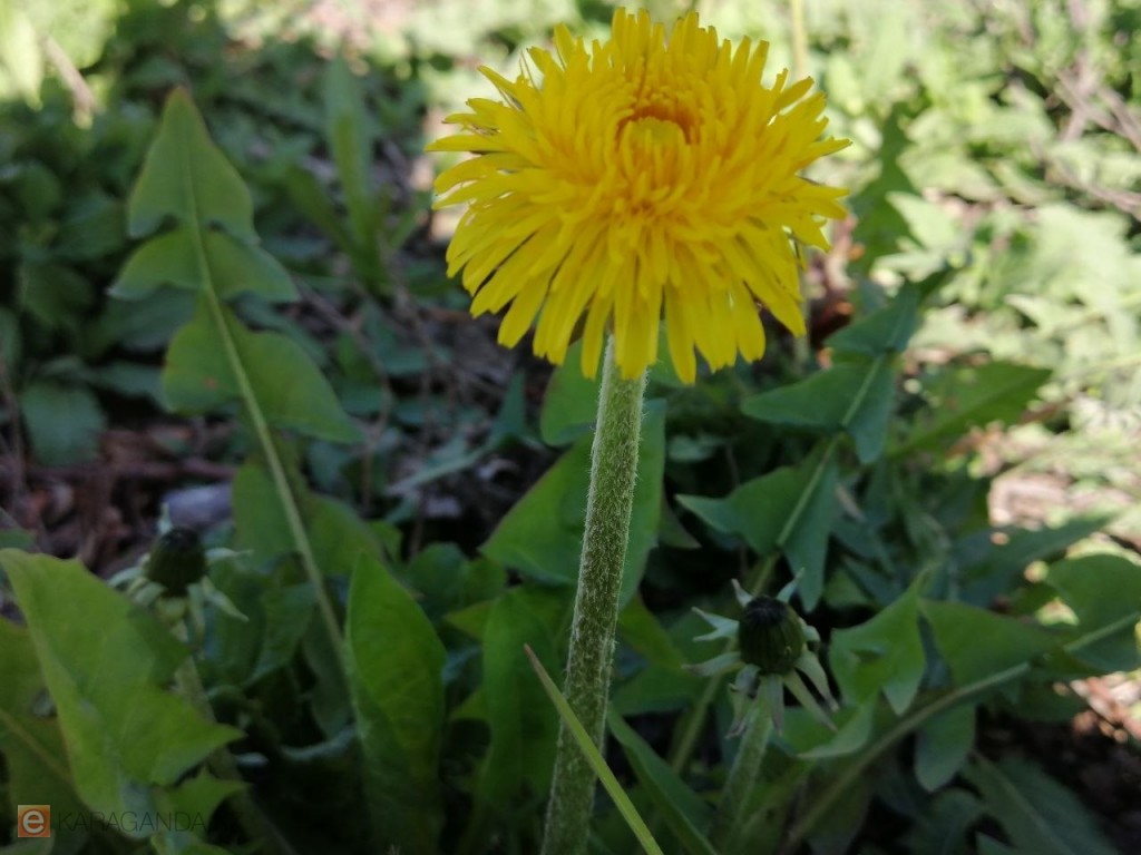 Весна набирает силу: какая погода ждёт Караганду и область 29 апреля