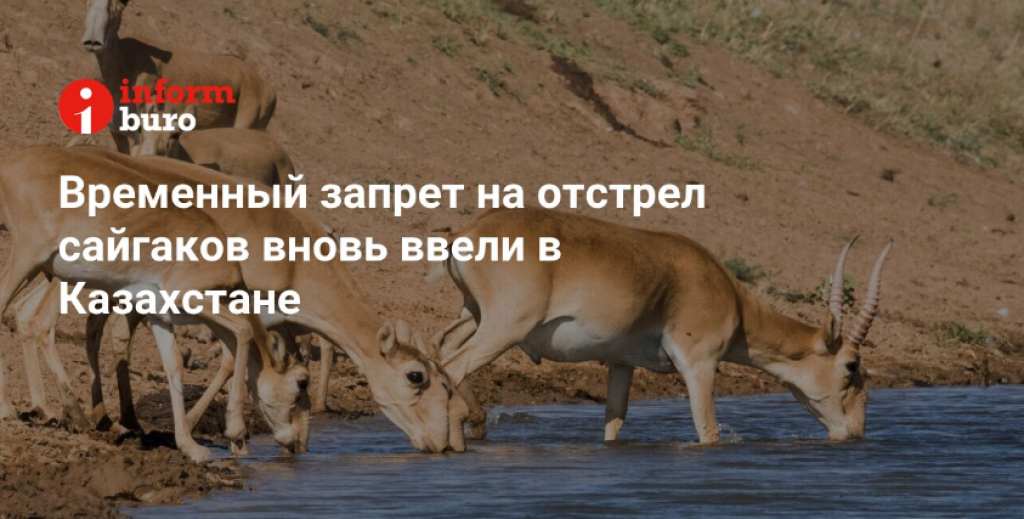 Временный запрет на отстрел сайгаков вновь ввели в Казахстане