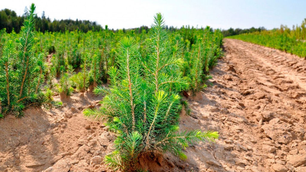 Поучаствовать в посадке леса приглашают карагандинцев