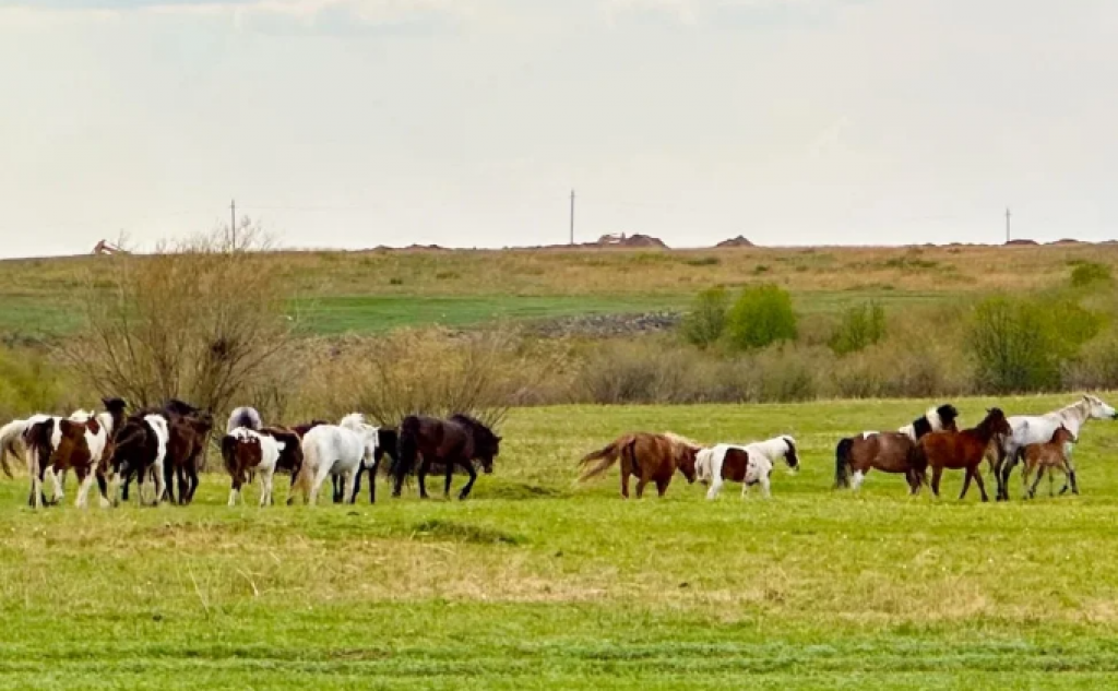 Второй этап сельхозпереписи стартует в Казахстане