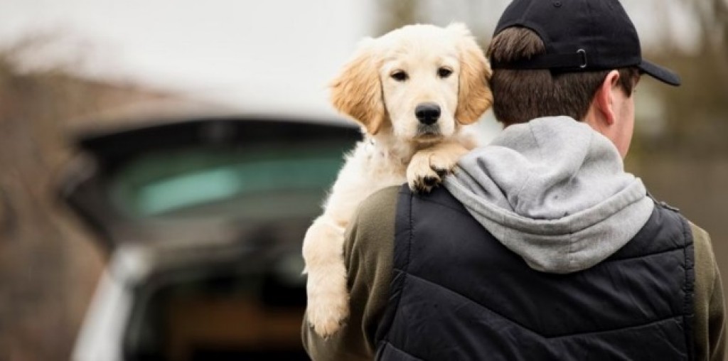 Фонд помощи животным 