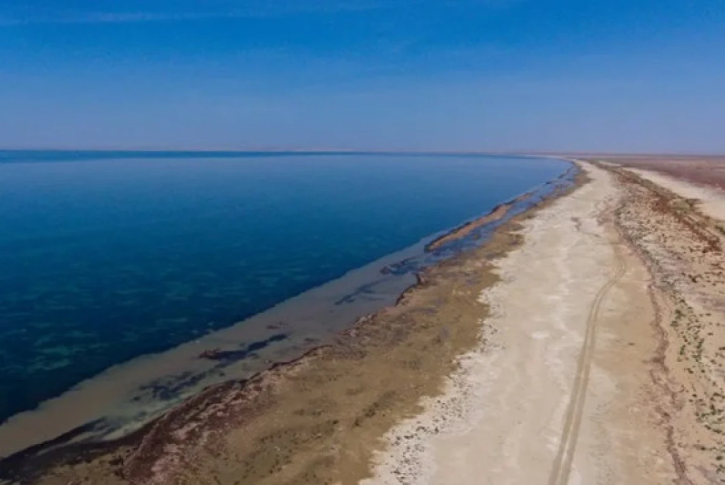 Лес на дне Арала: Казахстан запускает амбициозный проект озеленения