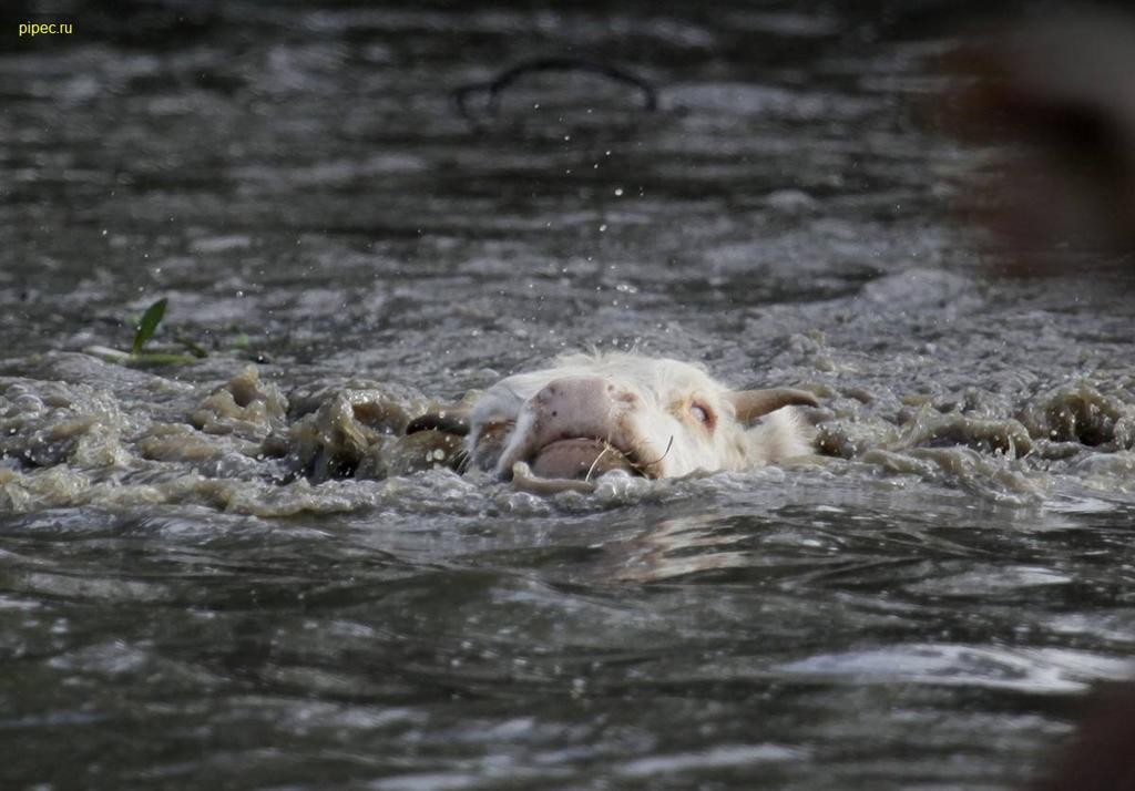 «Не оставлять скот без присмотра»: ДЧС обращается к жителям в связи с паводками