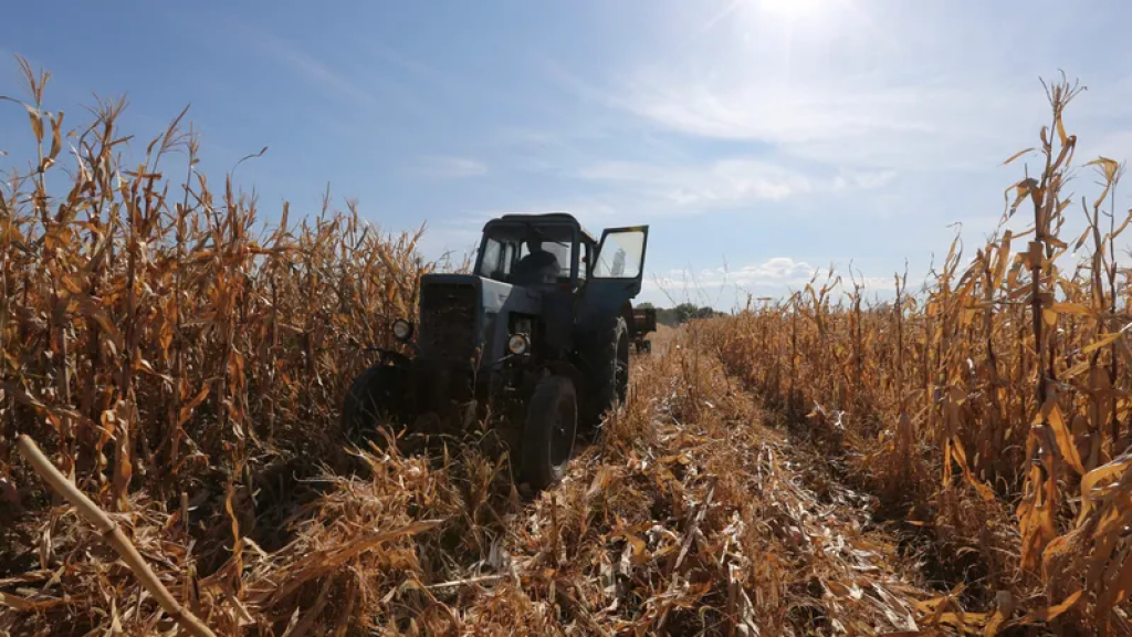Более миллиона гектаров земли в Казахстане отдадут под новые культуры: что планируют посеять